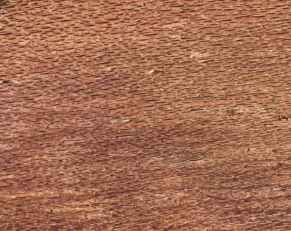 Écorce de hêtre brun à l'intérieur gros plan — Photo