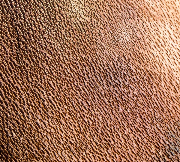 Brown beech bark inside closeup — Stock Photo, Image