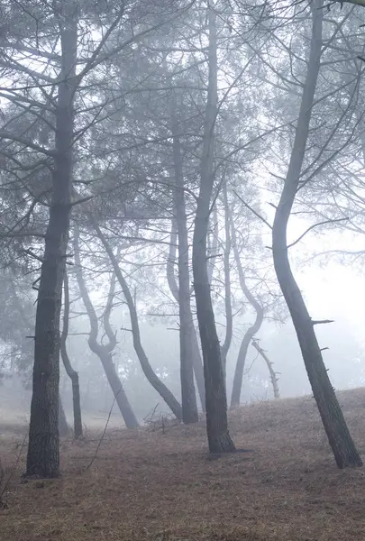 Misty twisted pine forest — Stock Photo, Image