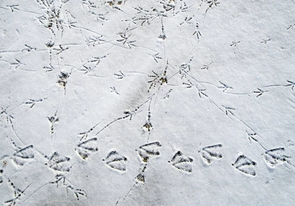 Bird tracks in the snow on the beach
