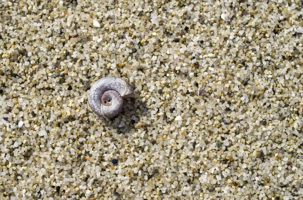 Small snail shell in the sand on the beach — Stock Photo, Image