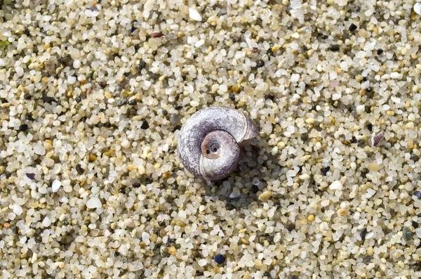 Küçük salyangoz kabuğu kum plaj 