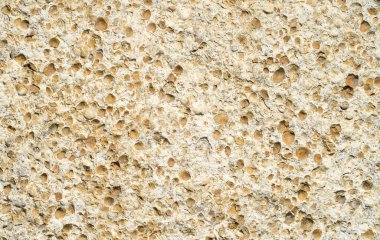 Kumtaşı fosilleşmiş deniz kabuklarını closeup ile