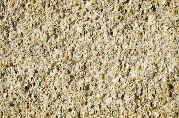 Sandsten med fossilerat snäckskal närbild — Stockfoto