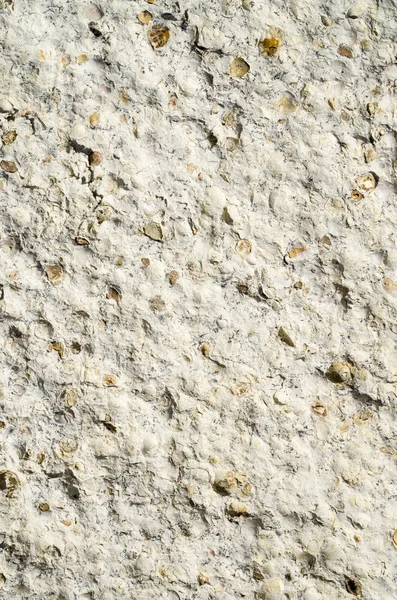 Sandsten med fossilerat snäckskal närbild — Stockfoto