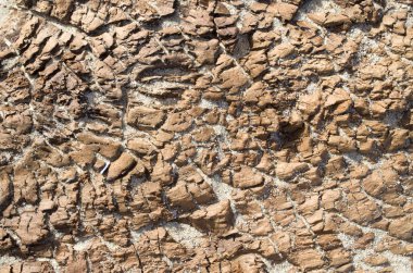 Sahilde eski çökmekte ağaç