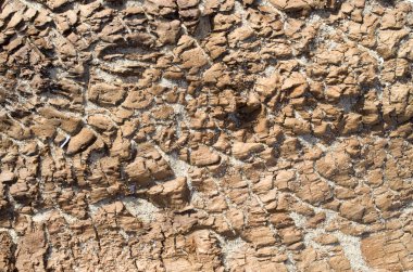 Sahilde eski çökmekte ağaç 