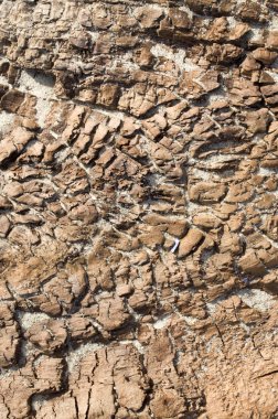 Sahilde eski çökmekte ağaç 