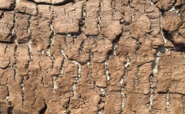 Sahilde eski çökmekte ağaç