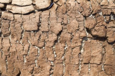 Sahilde eski çökmekte ağaç 