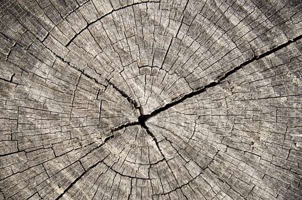 Eski kırık güdük portre  