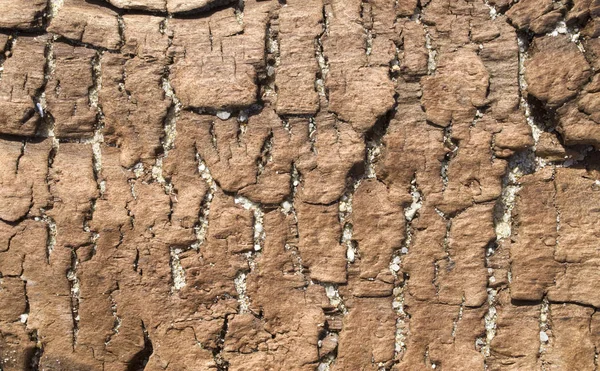 Sahilde eski çökmekte ağaç