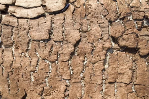 Sahilde eski çökmekte ağaç 