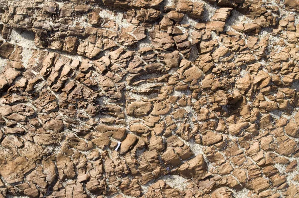 Sahilde eski çökmekte ağaç 