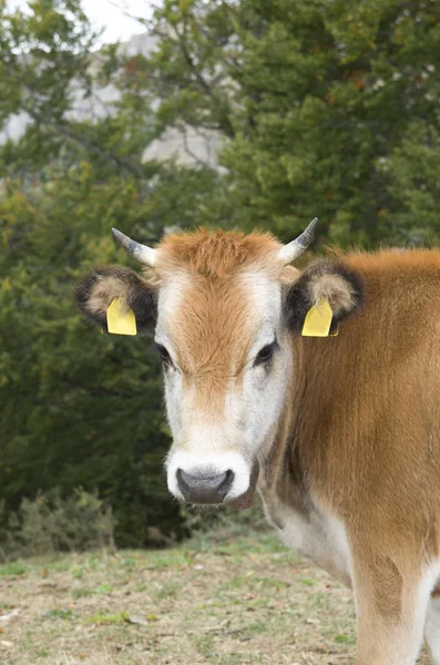 Uma vaca marrom branca com sino — Fotografia de Stock