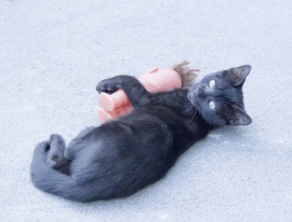 Mladý malá černá kočka s panenkou — Stock fotografie