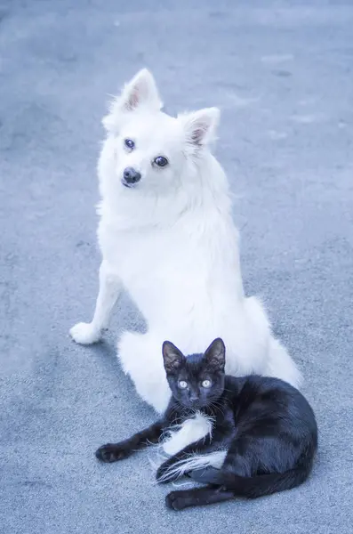 Mladý malá černá kočka a bílé Německý špic — Stock fotografie