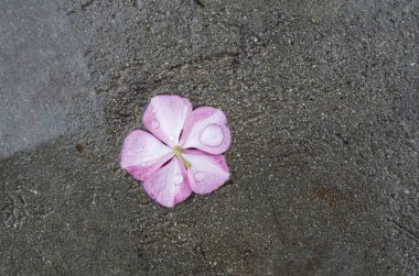 Llittle asfalt üzerinde yalan çiçek ıslak