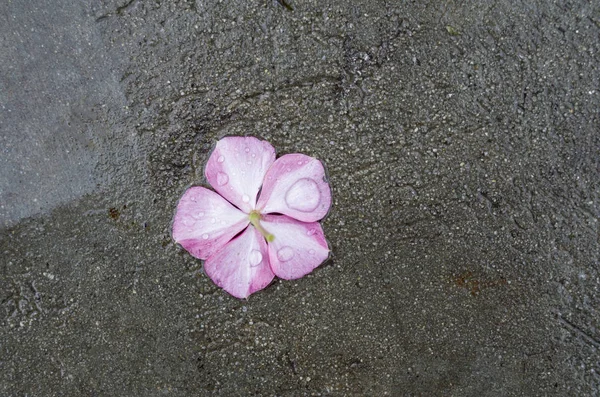 Llittle asfalt üzerinde yalan çiçek ıslak