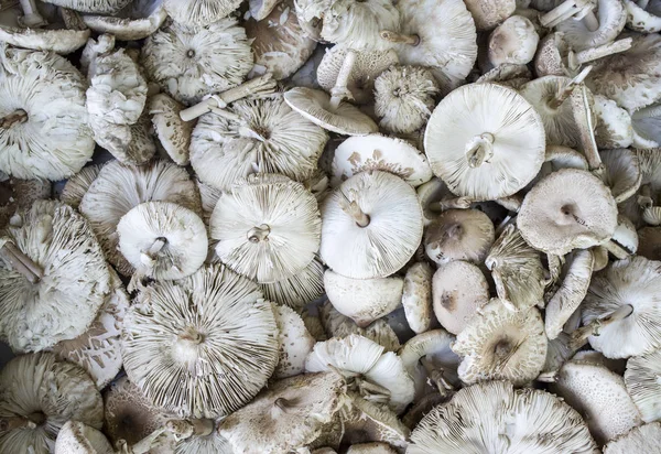 Demet taze çiğ yabani mantar şemsiye kesmek