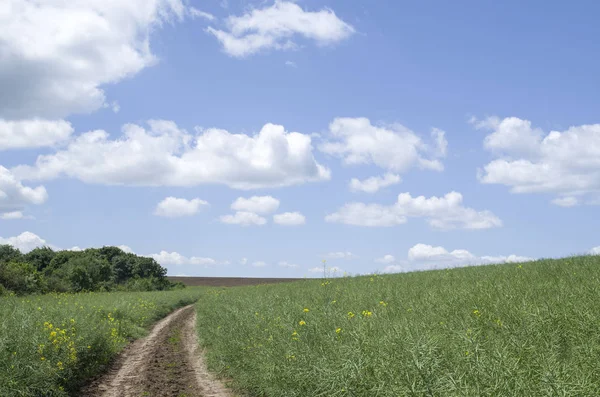 Estrada de terra em um campo semeado com colza — Fotografia de Stock