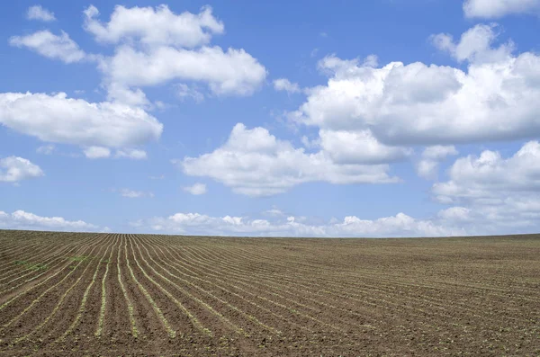 Campo semeado com girassol na primavera — Fotografia de Stock