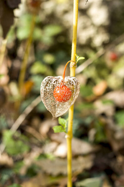 Physalis,  papery husk derived from the calyx