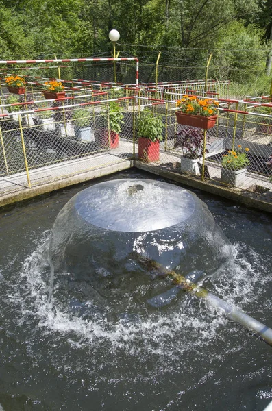Una fuente de agua en el estanque de peces en un día soleado — Foto de Stock