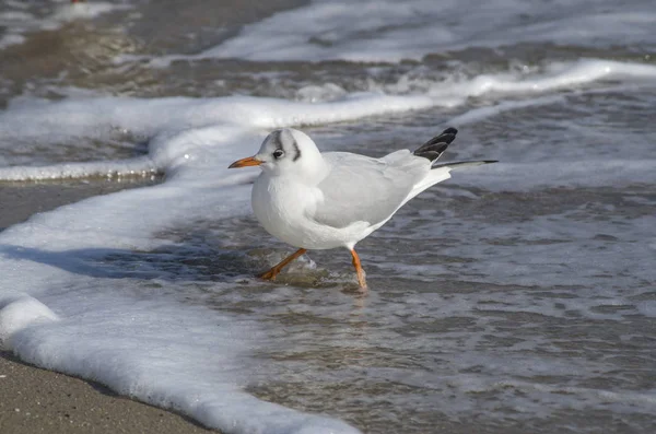 Kleine Möwe spaziert am Meer entlang — Stockfoto