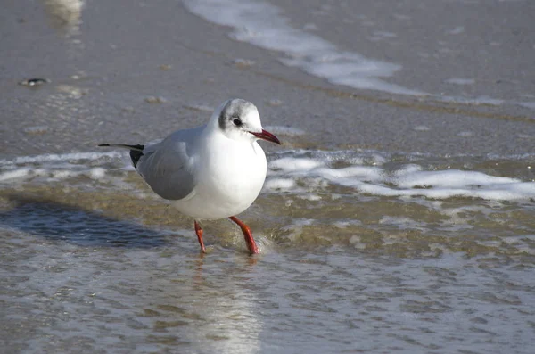 Kleine Möwe spaziert am Meer entlang — Stockfoto