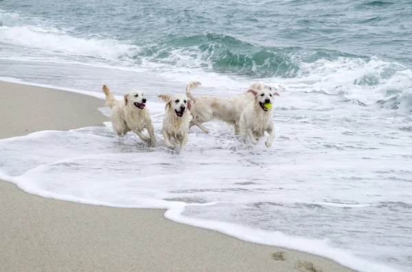 Cuatro golden retrievers jugando en la orilla del mar Fotos de stock