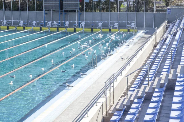 The outdoor swimming pool with gulls — Stock Photo, Image