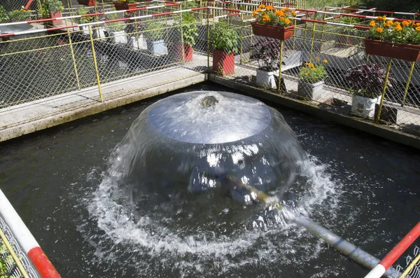 Una caratteristica di acqua in stagno di pesce in giorno soleggiato — Foto Stock