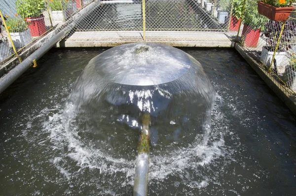 Una caratteristica di acqua in stagno di pesce in giorno soleggiato — Foto Stock