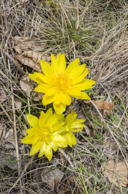 Vahşi çiçek adonis vernalis çayır üzerinde