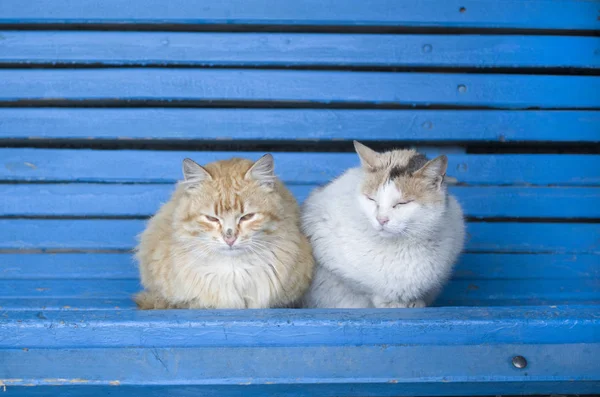 Dvě Chlupaté kočky na modré dřevěné lavičce — Stock fotografie