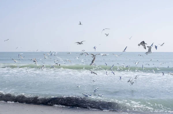 Möwen im Flug über das Meer an sonnigen Wintertagen, schwarzes Meer — Stockfoto