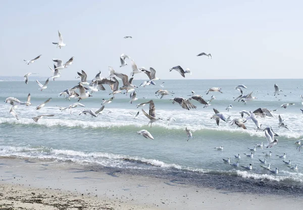 Möwen im Flug über das Meer an sonnigen Wintertagen, schwarzes Meer — Stockfoto