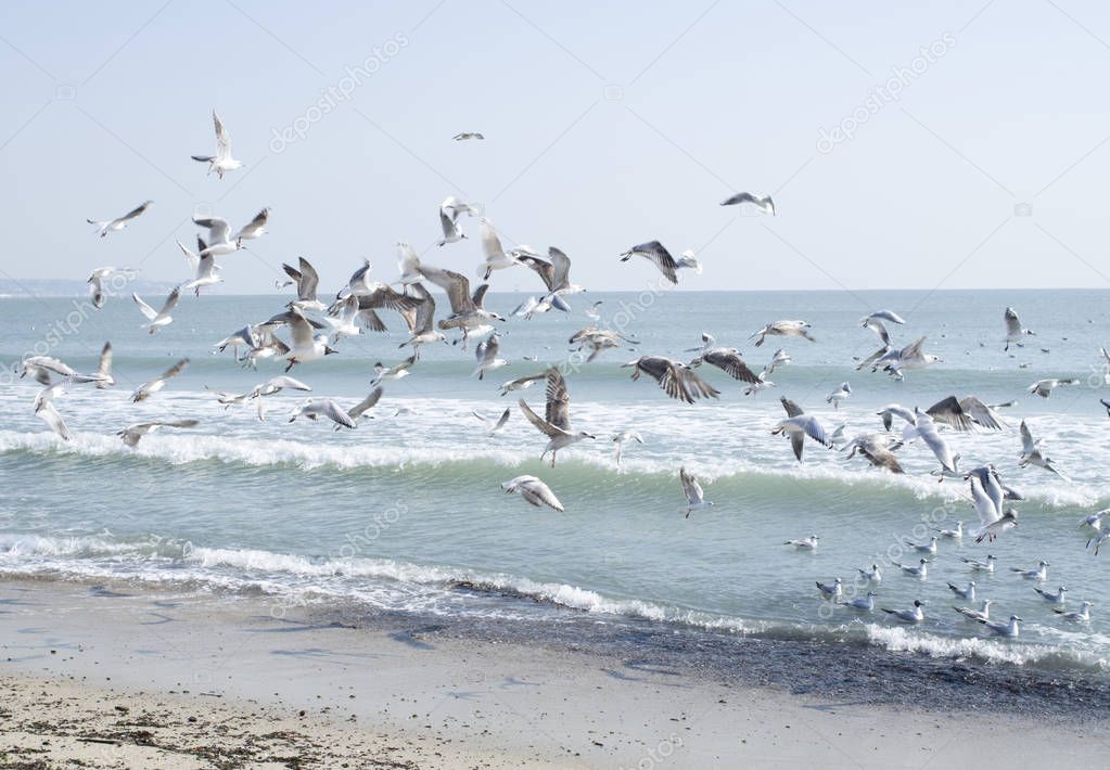 Gulls in flight over sea in sunny winter day, Black sea