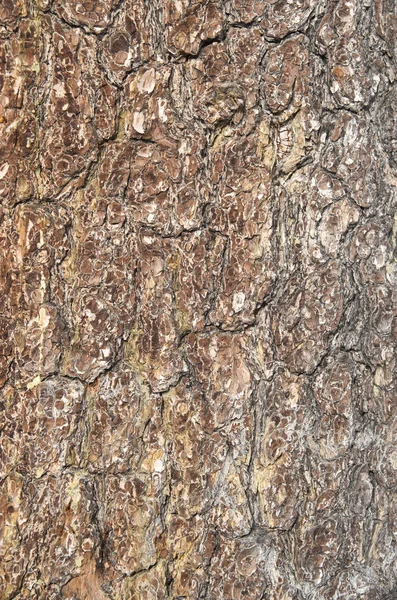Kůra staré borovice detailní up — Stock fotografie