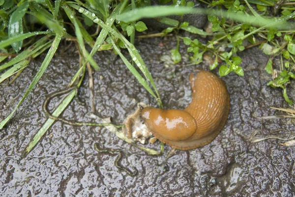 Orange naked snail in rainy day, Romania — Stock Photo, Image