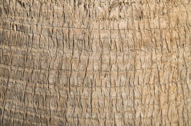 Eski palmiye kabuğu güneşte kapanıyor