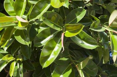 Bahçede taze kauçuk ağaçlı elastica yaprakları