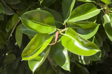 Bahçede taze kauçuk ağaçlı elastica yaprakları