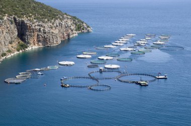 Yunanistan 'da deniz balığı çiftliği