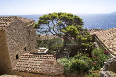 Morec, Greec 'teki eski Monemvasia kasabasında büyük Avrupa kıyı çamı