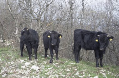 Yeşil bir çayırda üç siyah erkek buzağı, Bulgaristan ve Europ