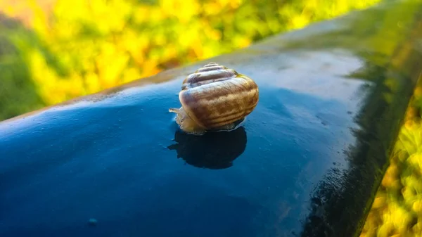 Little Beautiful Snail Garden — Stock Photo, Image