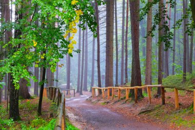 Sonbahar ormanlarında sis yağmurdan sonra