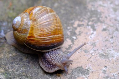 Sırtında evi olan sürünen bir salyangoz.